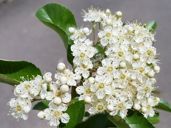 Pyracantha "Soleil d'Or" - (Feuerdorn Soleil d'Or),